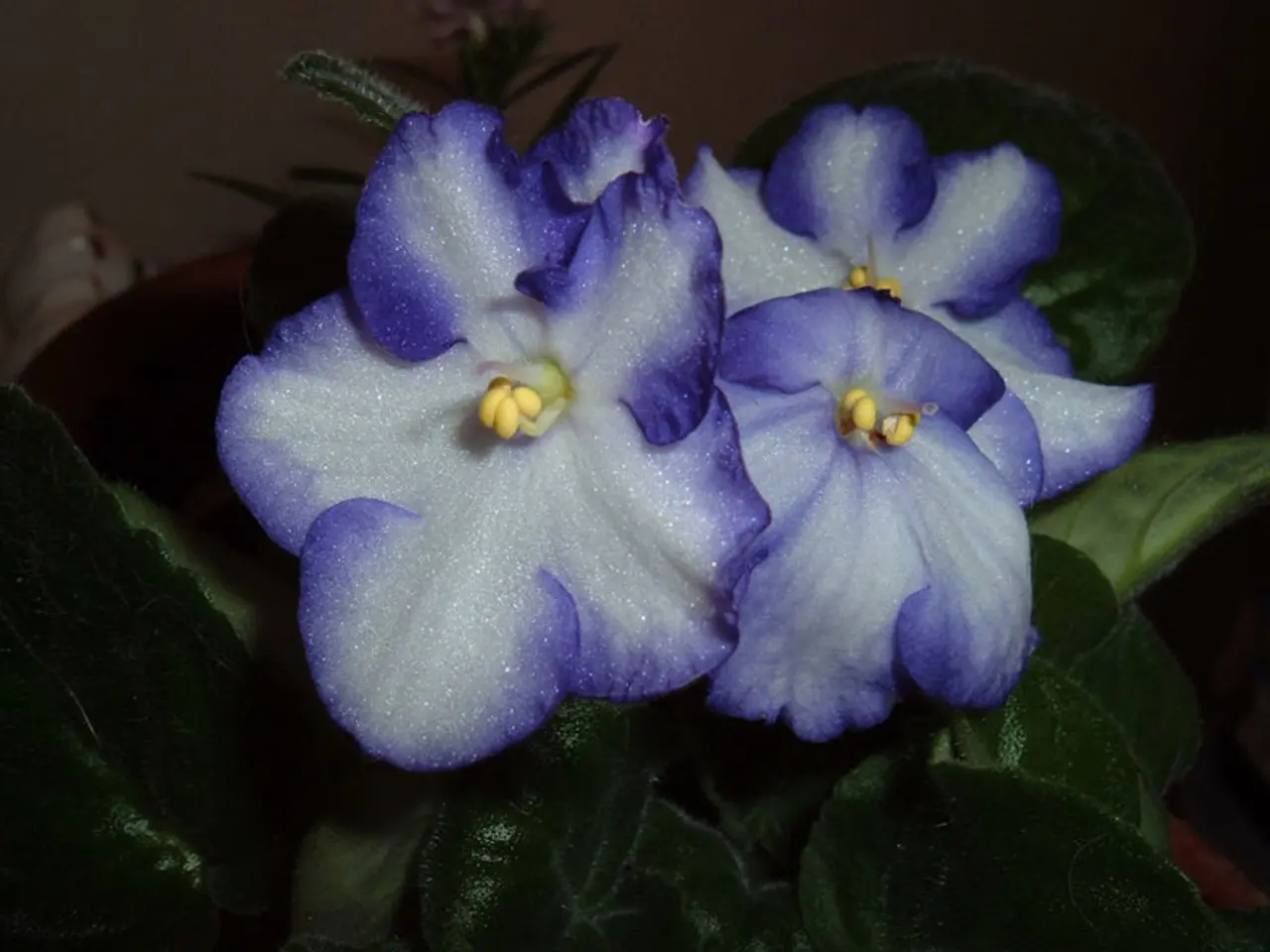 Blue Hydrangea Flowers Turning Color: Reasons Behind Wilted Blooms