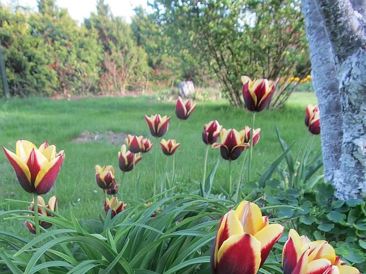 Top-Performing Greenery for Enclosed Patios