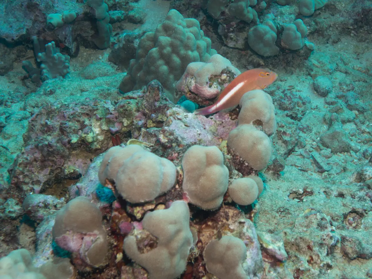 Vibrant Marine Life Found in Indonesia and The Philippines