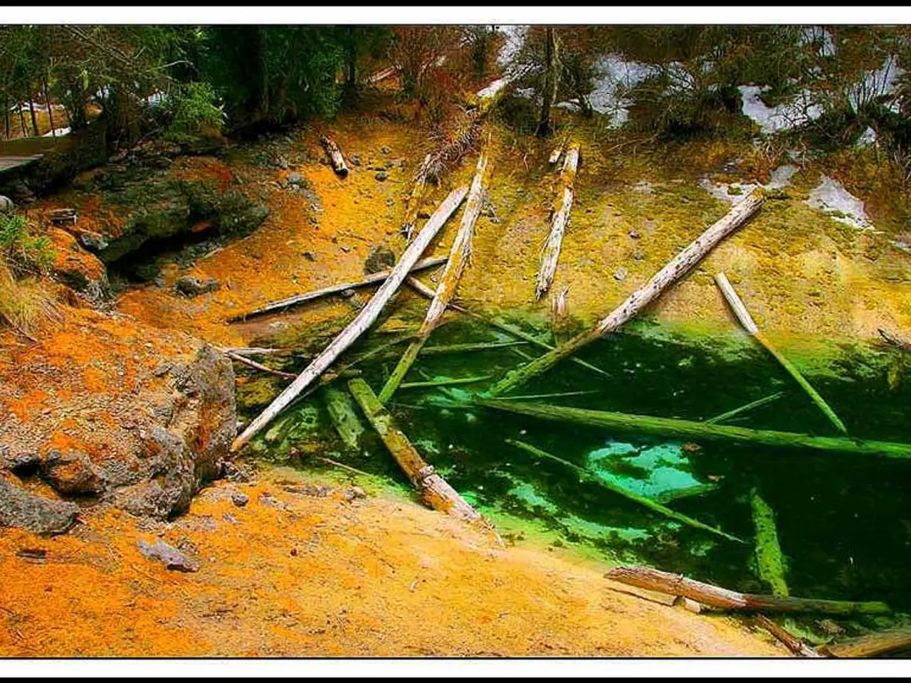 Top Trees for Planting in Massachusetts: Expert Recommendations