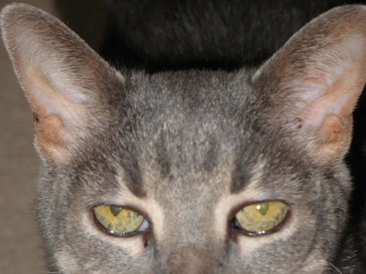 Differentiating Catmint and Catnip: An Overview of These Favorite Feline Plants