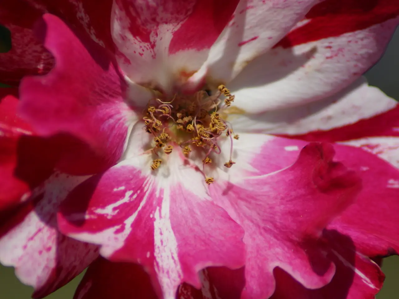 Wall Color Trends Predicted by a Color Forecaster for 2025: A Look at the Shades of Pink Making a...