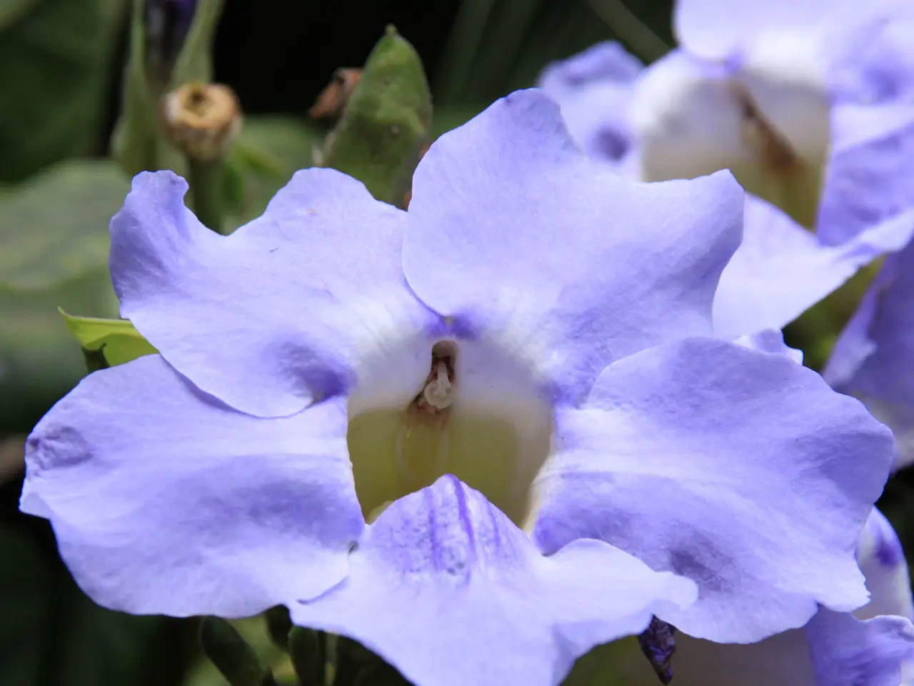 Iowa Perennials Planting Timeline: A Seasonal Roadmap for Peak Expansion