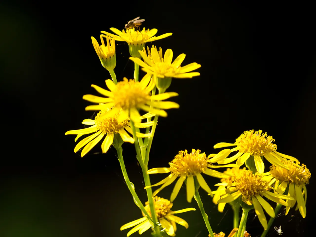 Cultivation Techniques for Colorful, Bee-Sheltering Lantana Blossoms