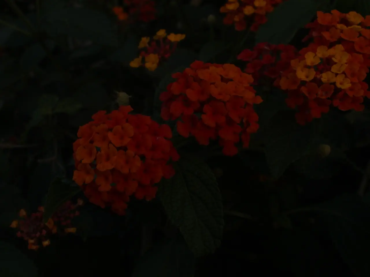 Planting Flowers in Oklahoma: Ideal Timings and Guidelines