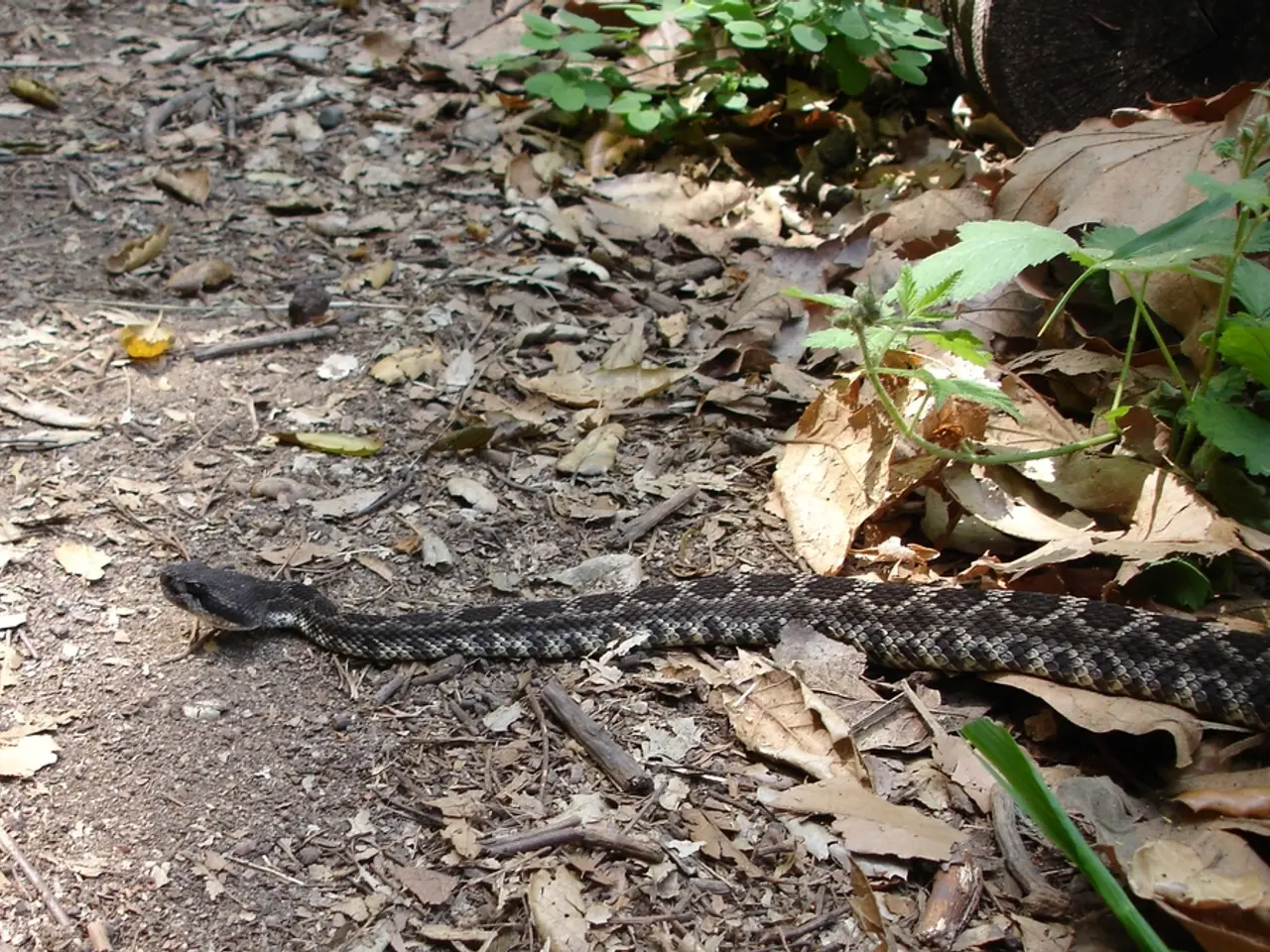 Effortless Interior Greenery: Low-Demand Indoor Flora Ensuring Clean Air and Minimal Upkeep