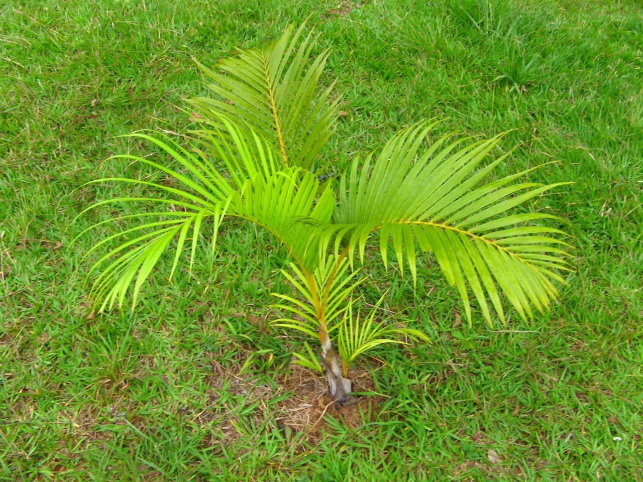 Guide for Cultivating Zucchini: A Step-by-Step Approach