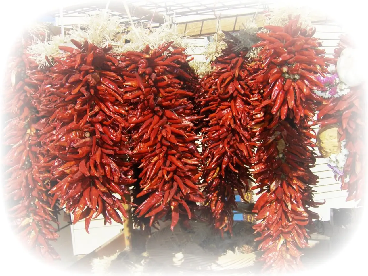 Harvest Timing for Green Chillies: Expert Guidance for Green Thumb Gardeners