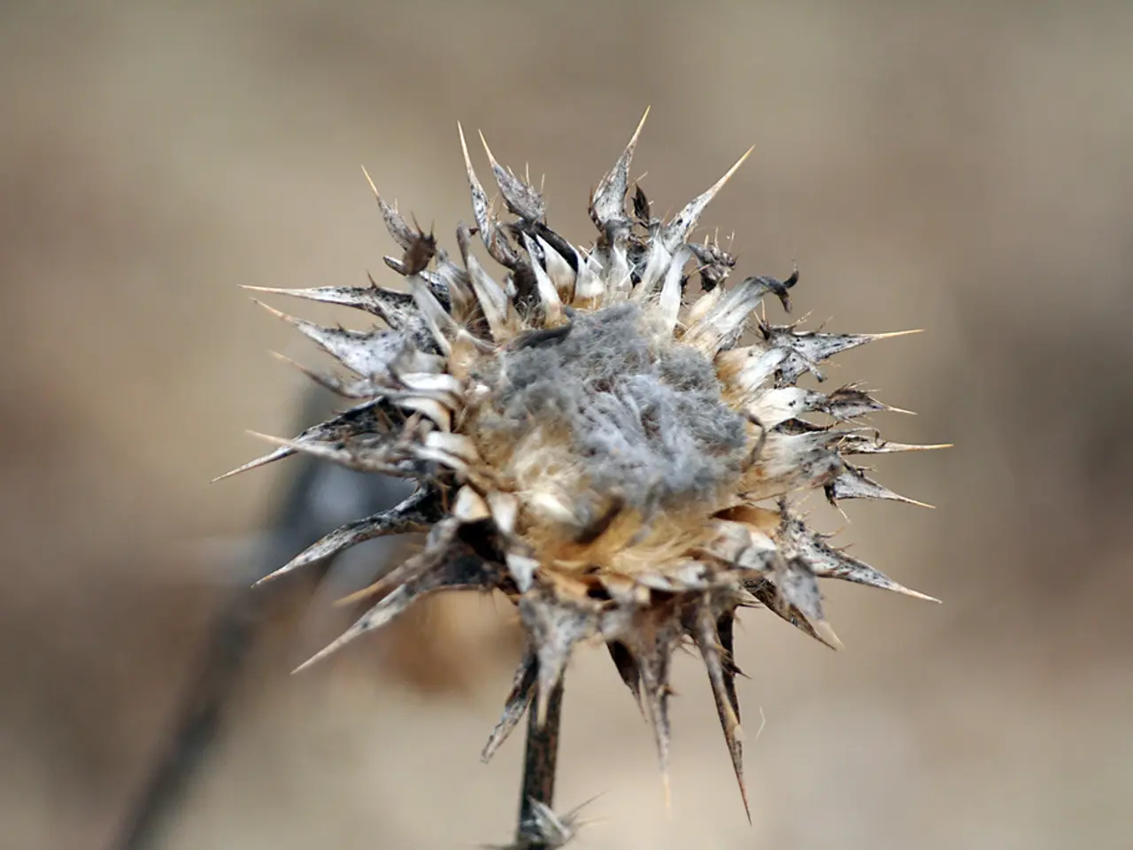 Preserving Hydrangea Blooms at Minimal Cost: A Simple Water-Based Technique