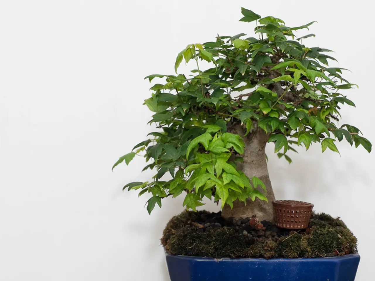 Key Insights Gleaned from Nurturing a Bonsai