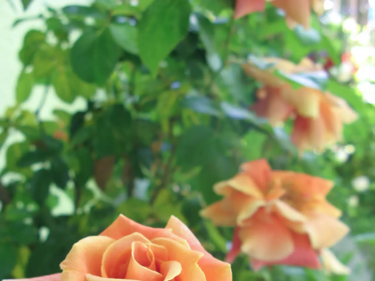 Advice on Necessary Pest Management for Rose Gardens