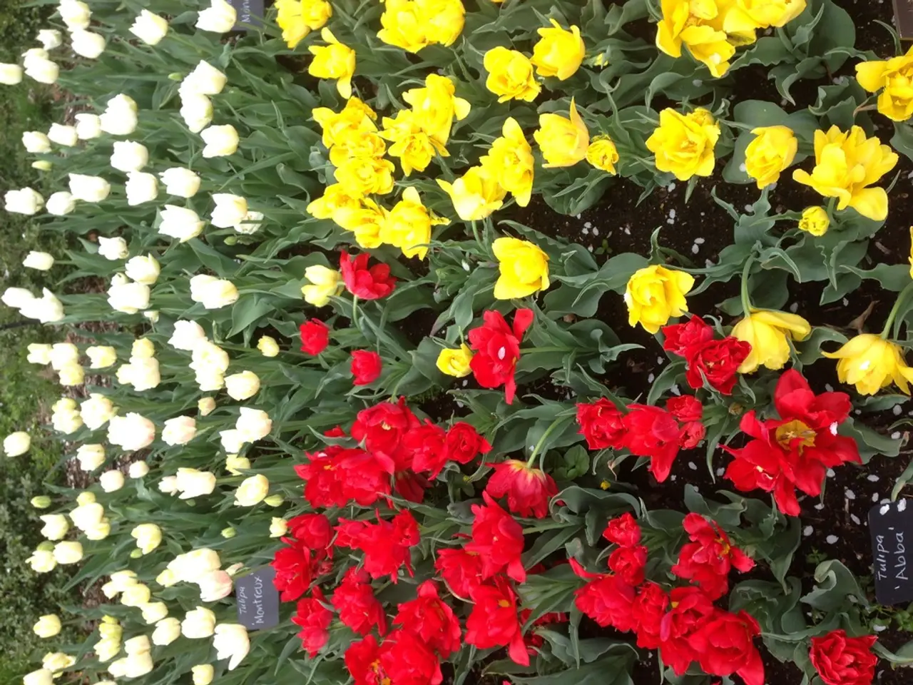 Blooming Wonders: Seven Miniature Flowering Trees Ideal for Tight Spaces and Containers