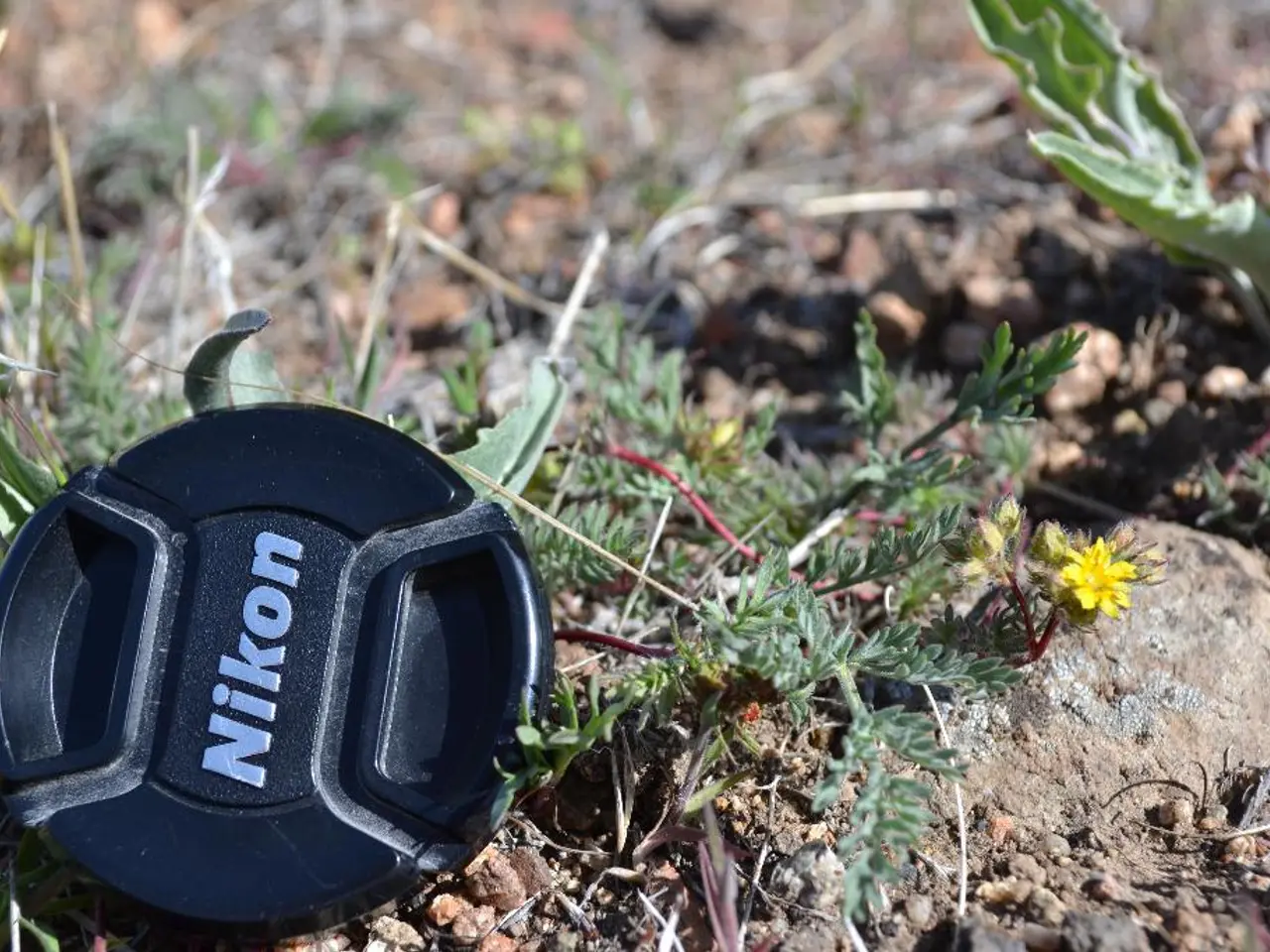 Former scientist turned gardener discusses sugar's potential benefits for a verdant and thriving...