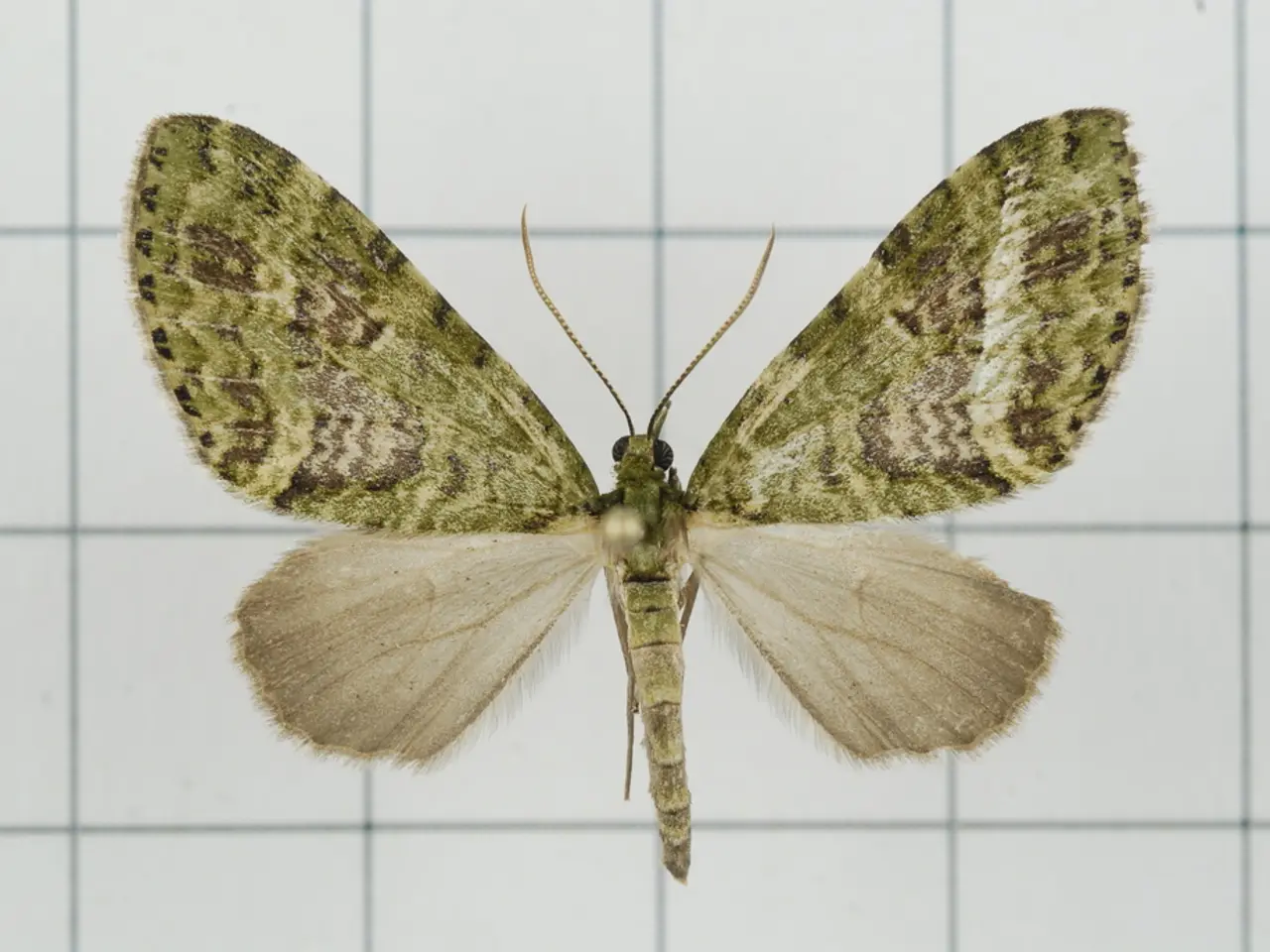 Arthur Denbrook, referred to as Chancery Arthur Denbrook, within certain circles.