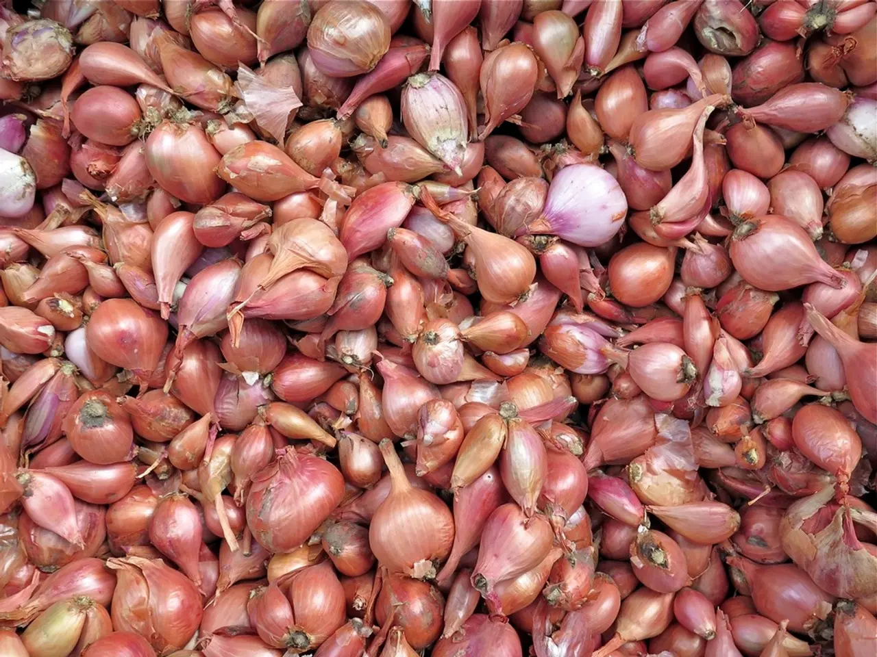 Trash-worthy Onion Peels: Hailed as a Versatile Powerhouse