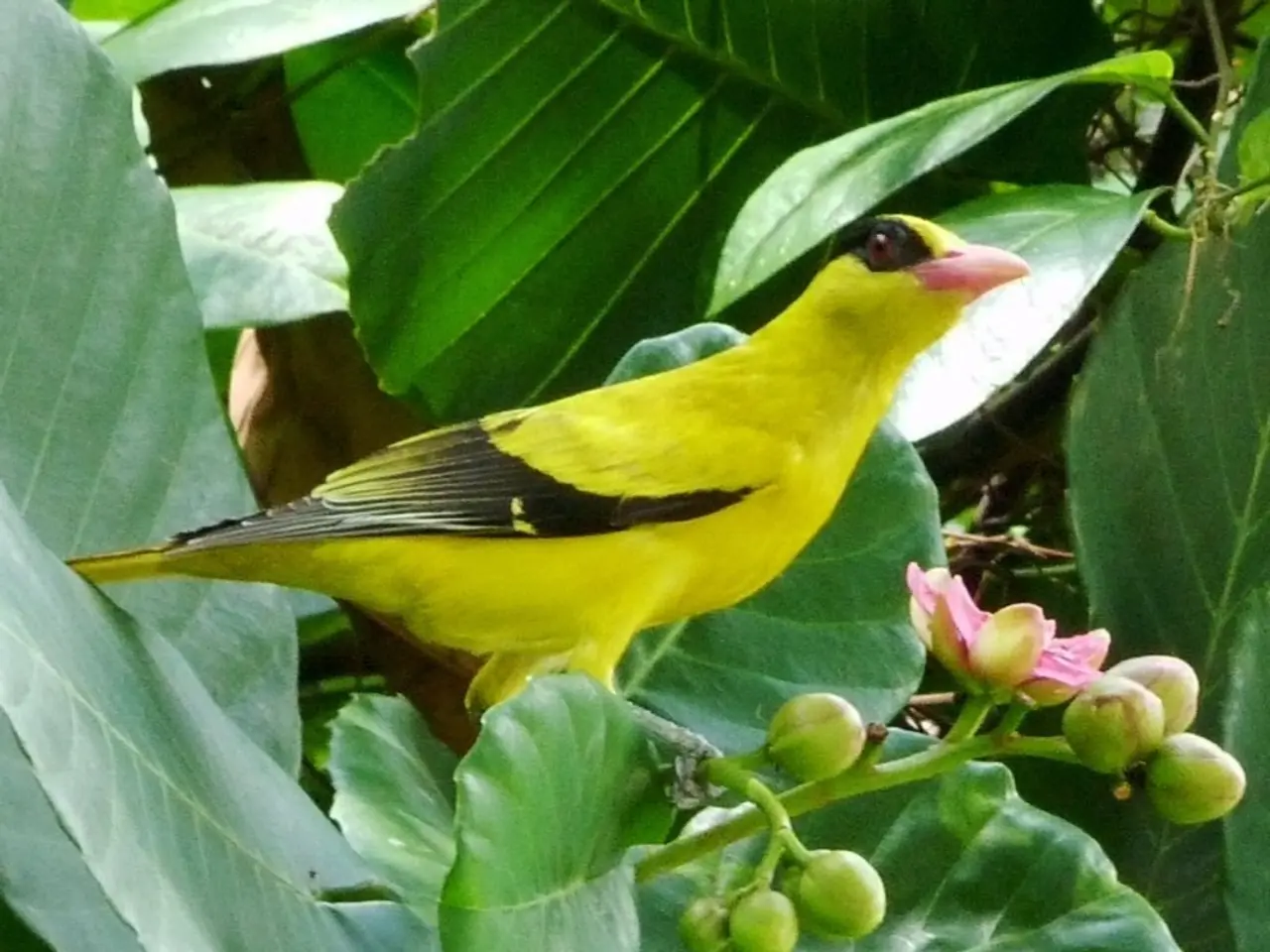 Guide for Creating a Hummingbird-Attracting Hanging Basket: Including Plants They Can't Ignore!