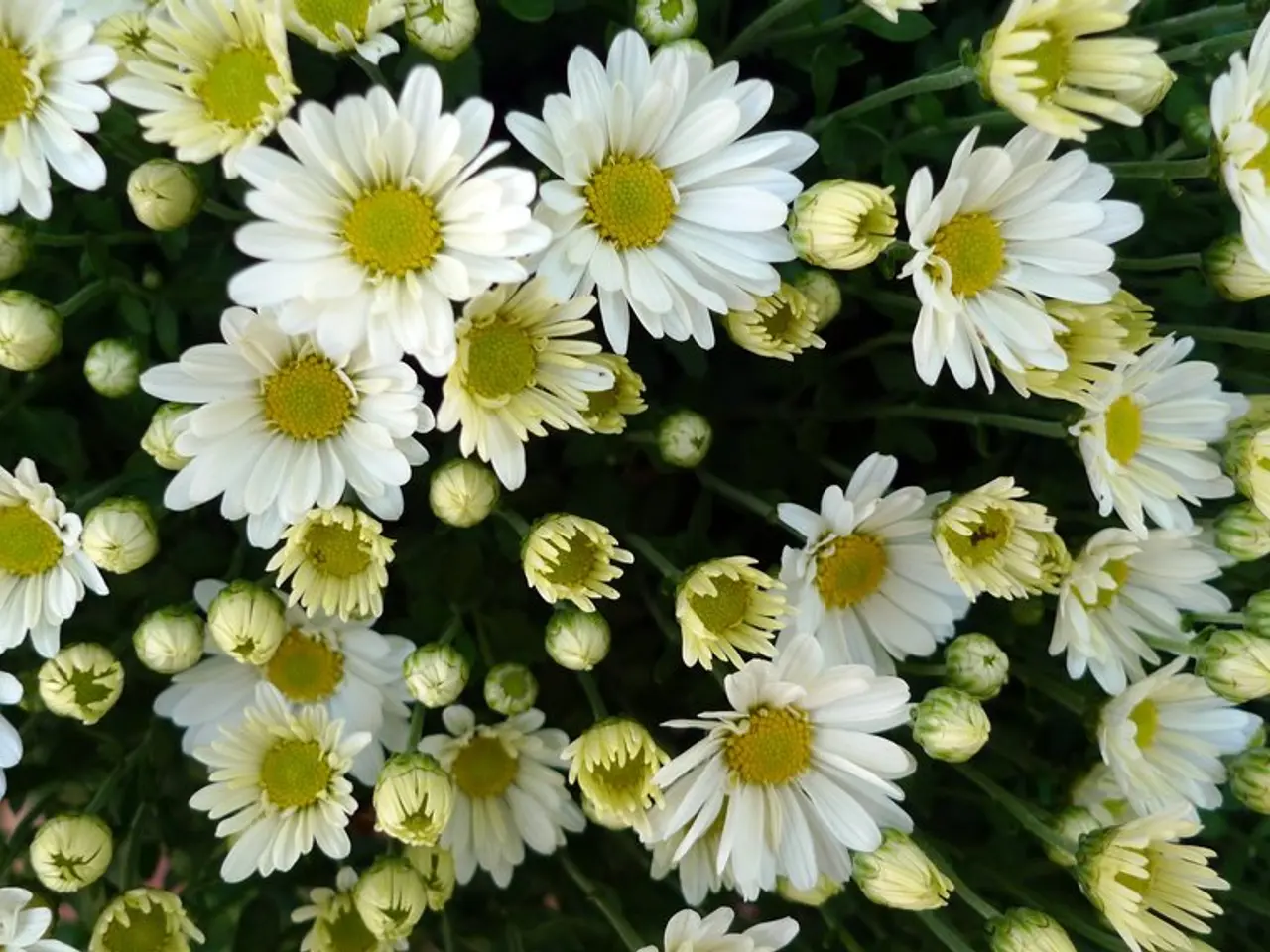 Lily Pruning Timing and Untrimmed Parts for Repeating Blooms Next Year