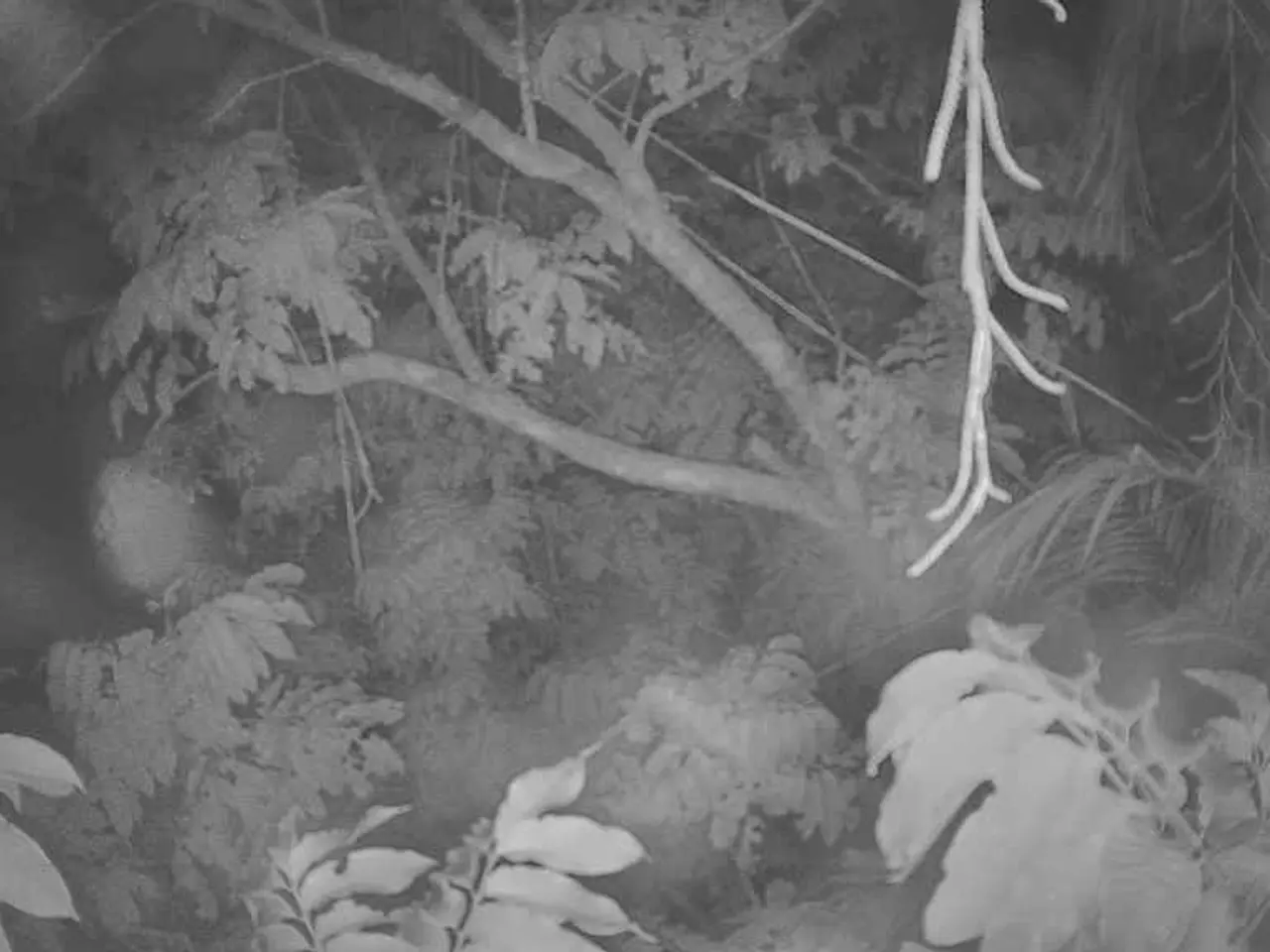 Trees carry on a silent, yet meaningful conversation through an underground network known as the...