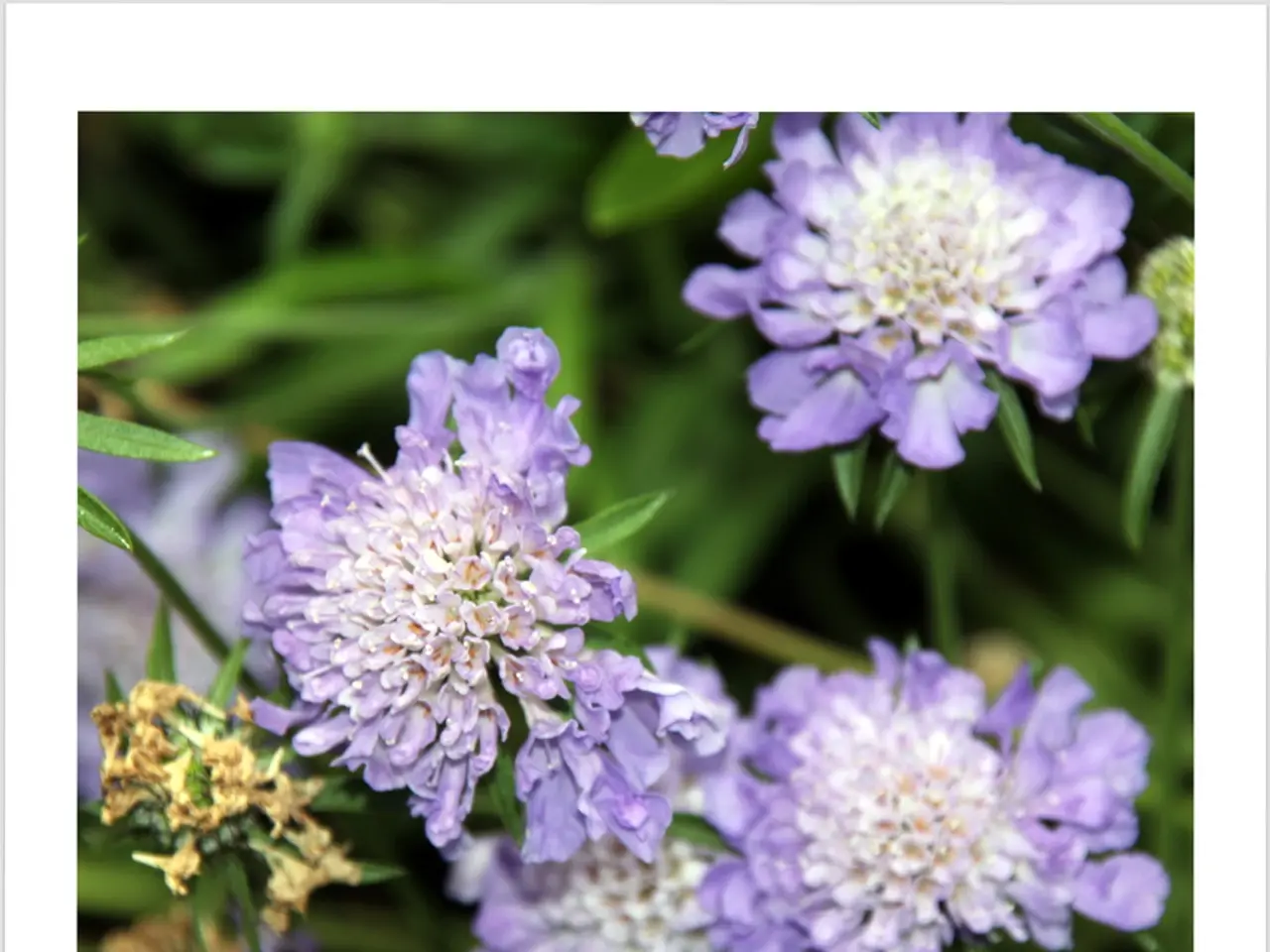 Luca's Significance, Origins, and Prevalence: An Examination