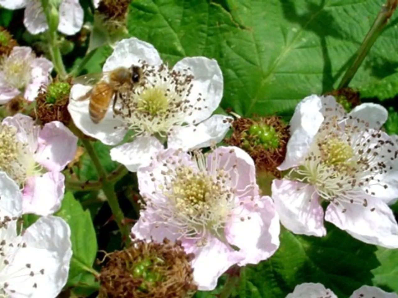 Discover the Pickle Slug: an extraordinary creature known for producing miniature pickled onions...