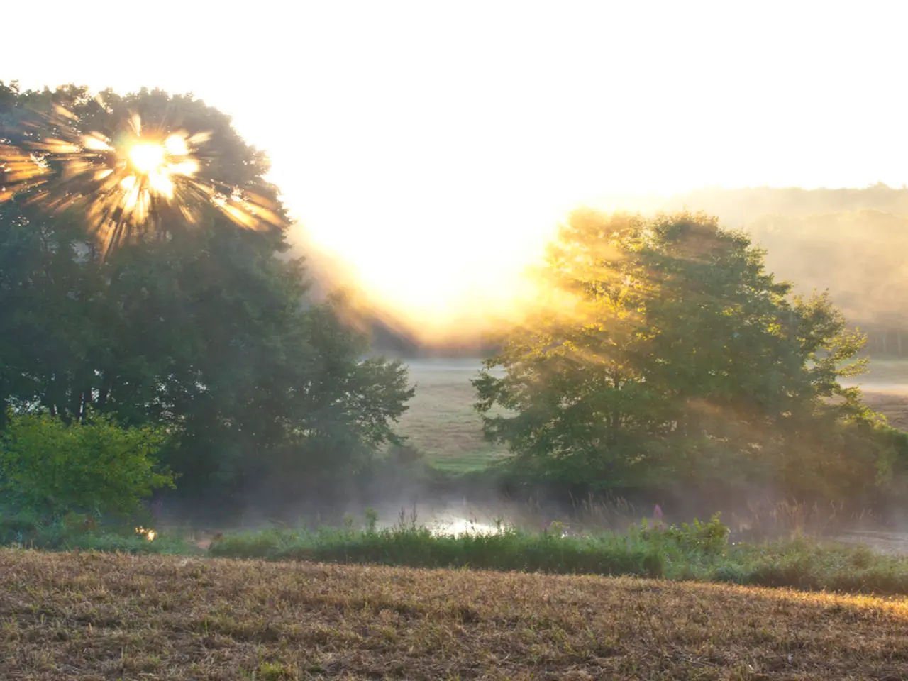 Blooming Metropolis: Harnessing the Strength of City Meadows