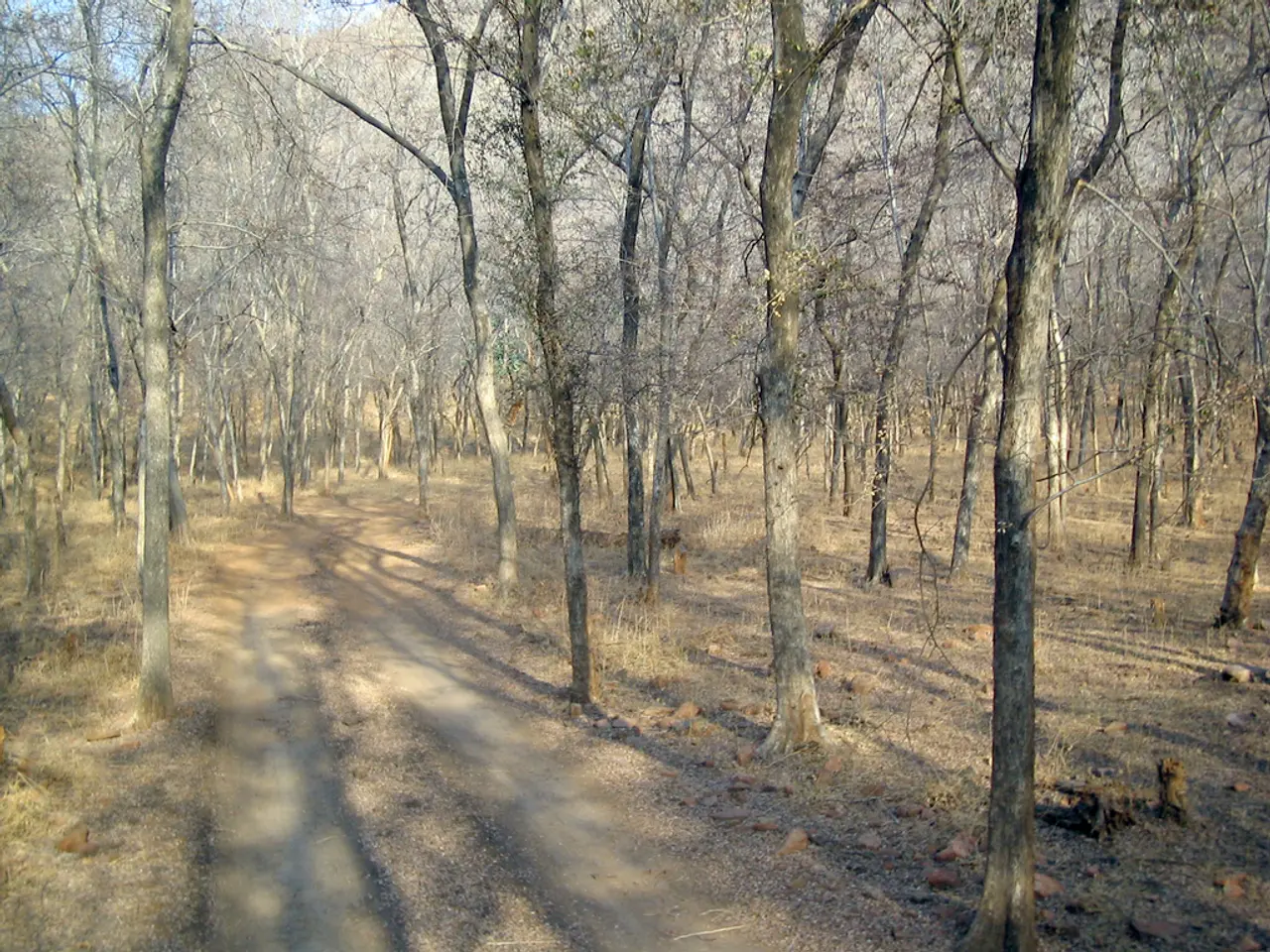 Exploring the Forests of Lübeck Across 30 Excursions