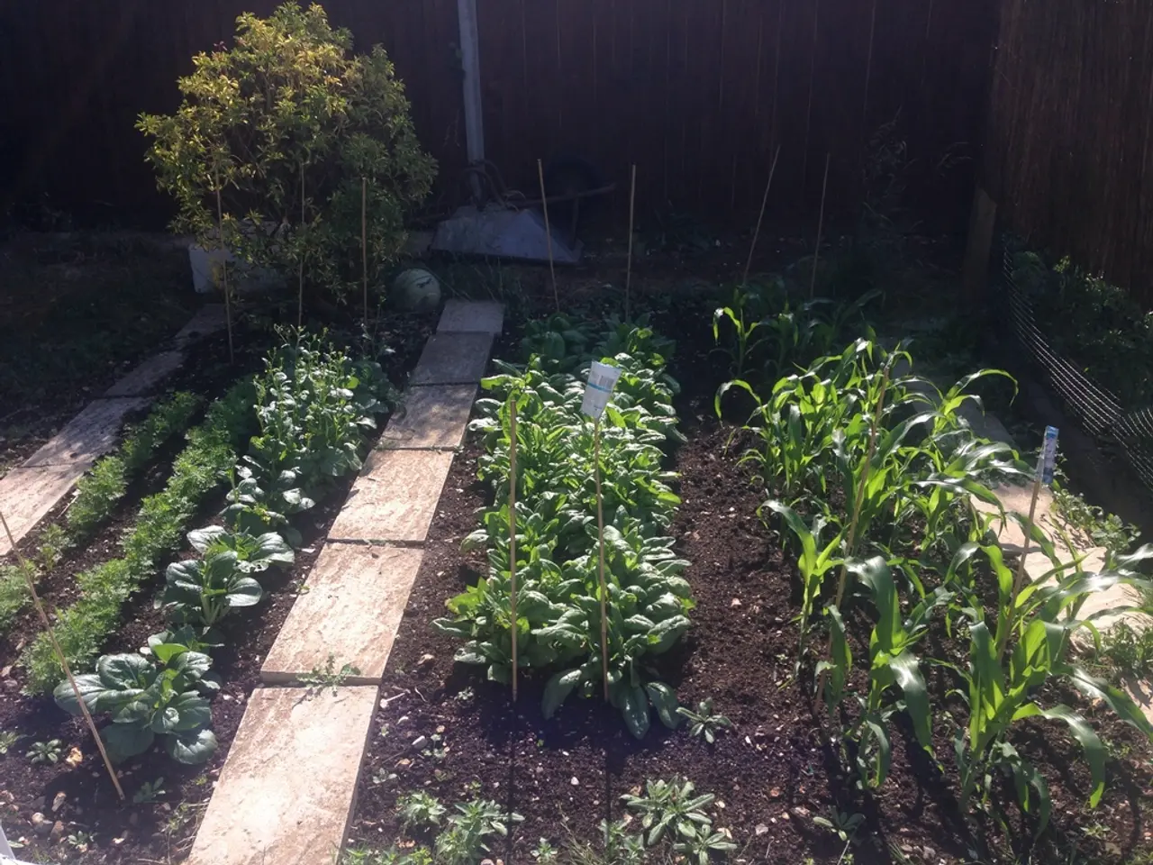 Various Peony Types Every Green Thumb Ought to Familiarize Themselves With