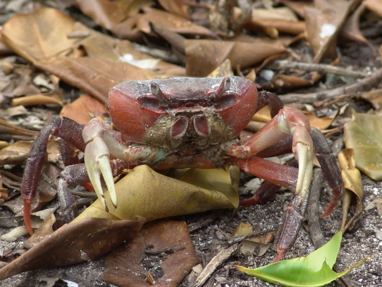 Found on beaches: An introduction to three prevalent crab species