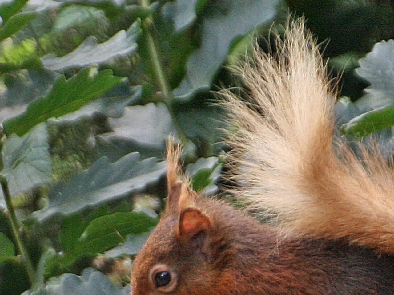 Squirrels' Diet: Beyond Just Nuts