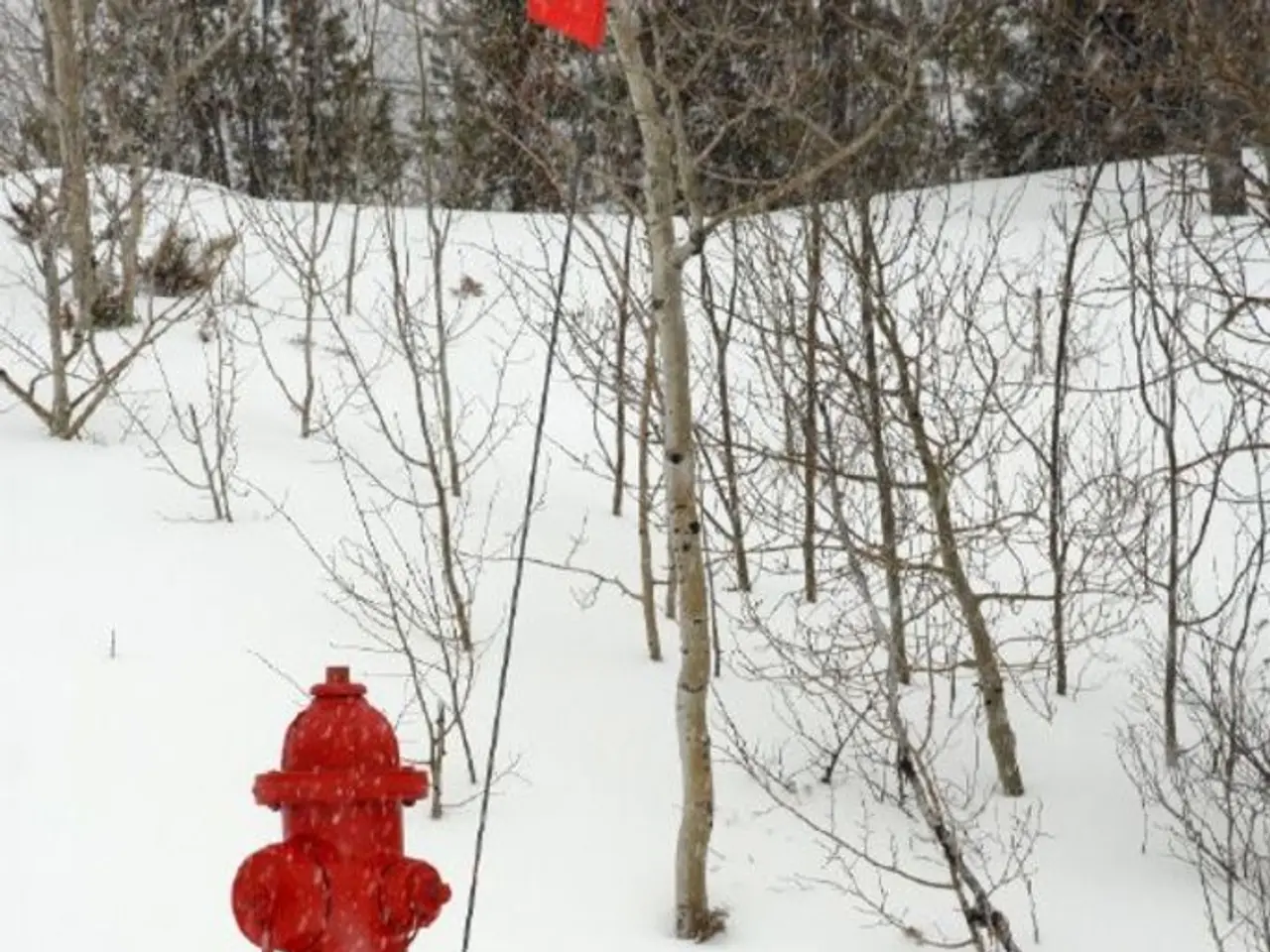 Preparing bush plants for winter: a guide to autumn bush feeding