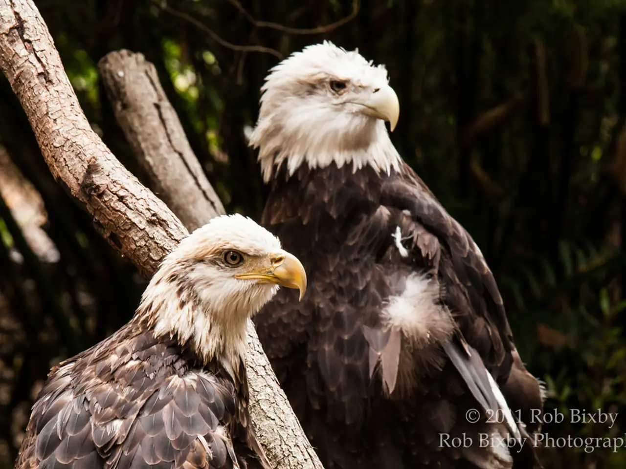 Timberland Introduces Partnered Collection with American Eagle