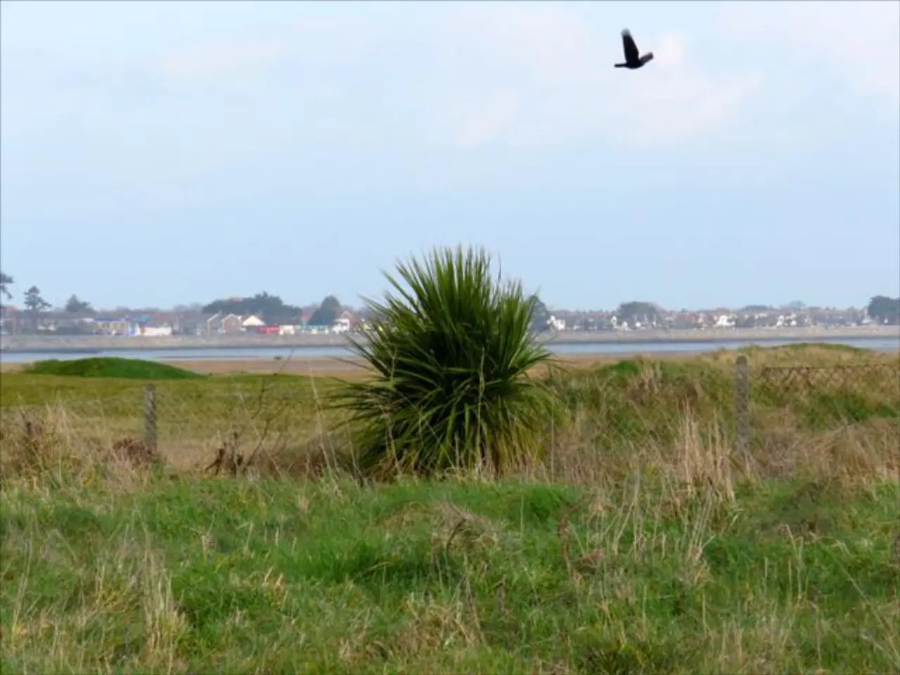 Easy Landscaping Solutions for Pet and Avian Enthusiasts Seeking Minimal Upkeep