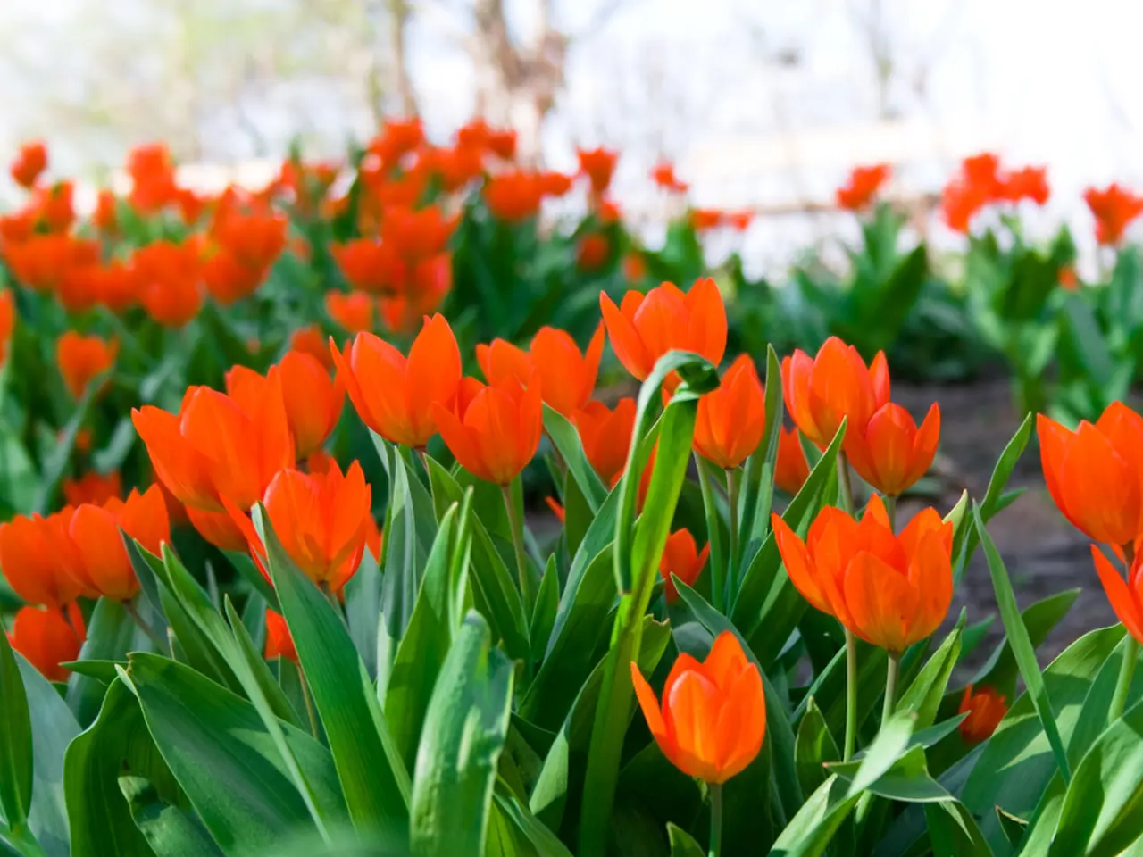 Annual Improvement of Forde Abbey's Captivating Tulip Exhibition