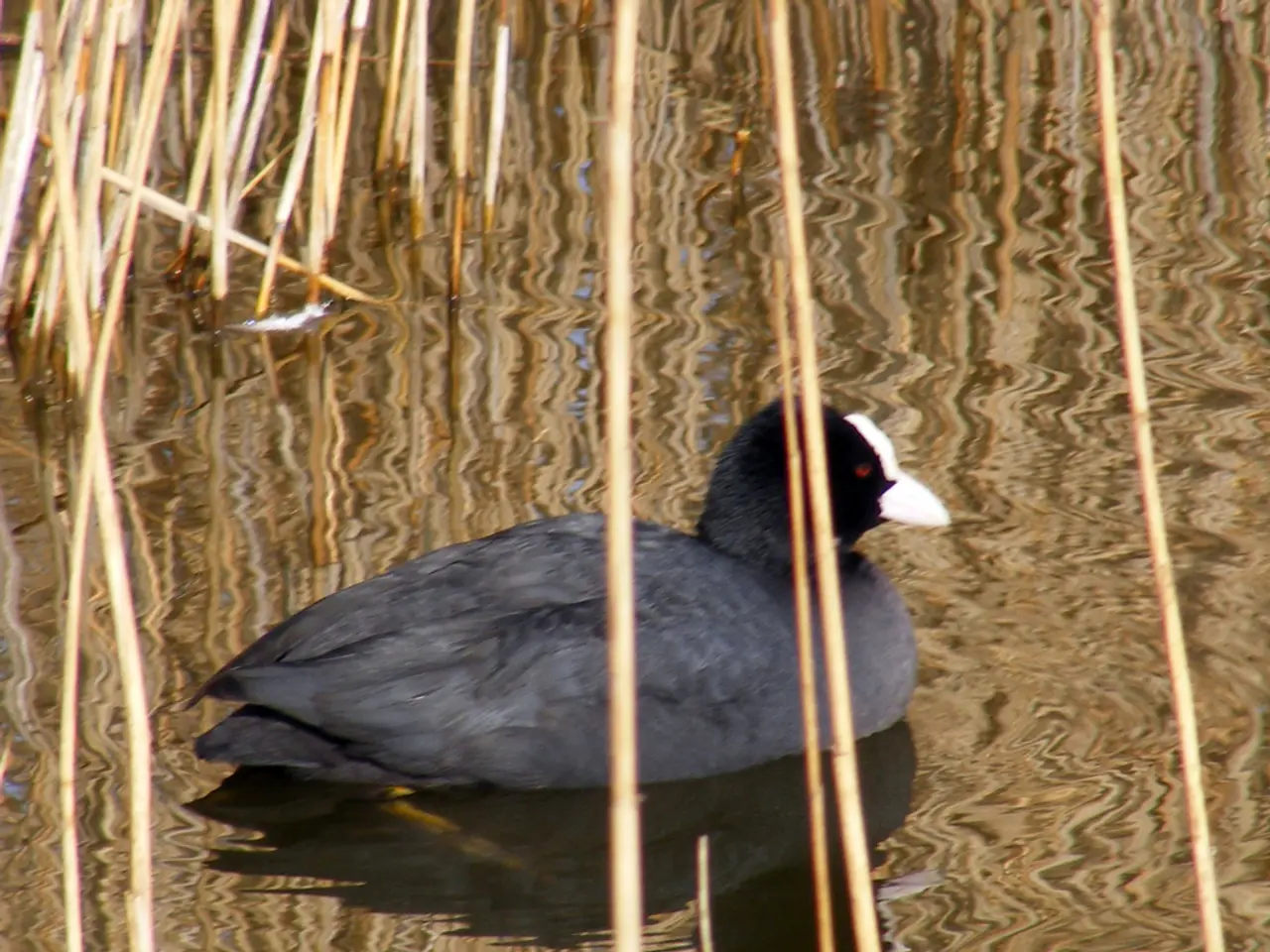 Cultivating a Weed Garden for Wildlife: Establishing a Weed-infused Flower Bed