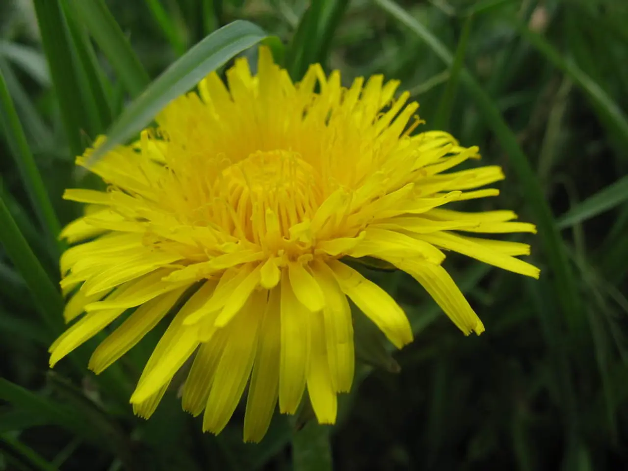 Locating Noodle Grass in Hello Kitty Island Adventure