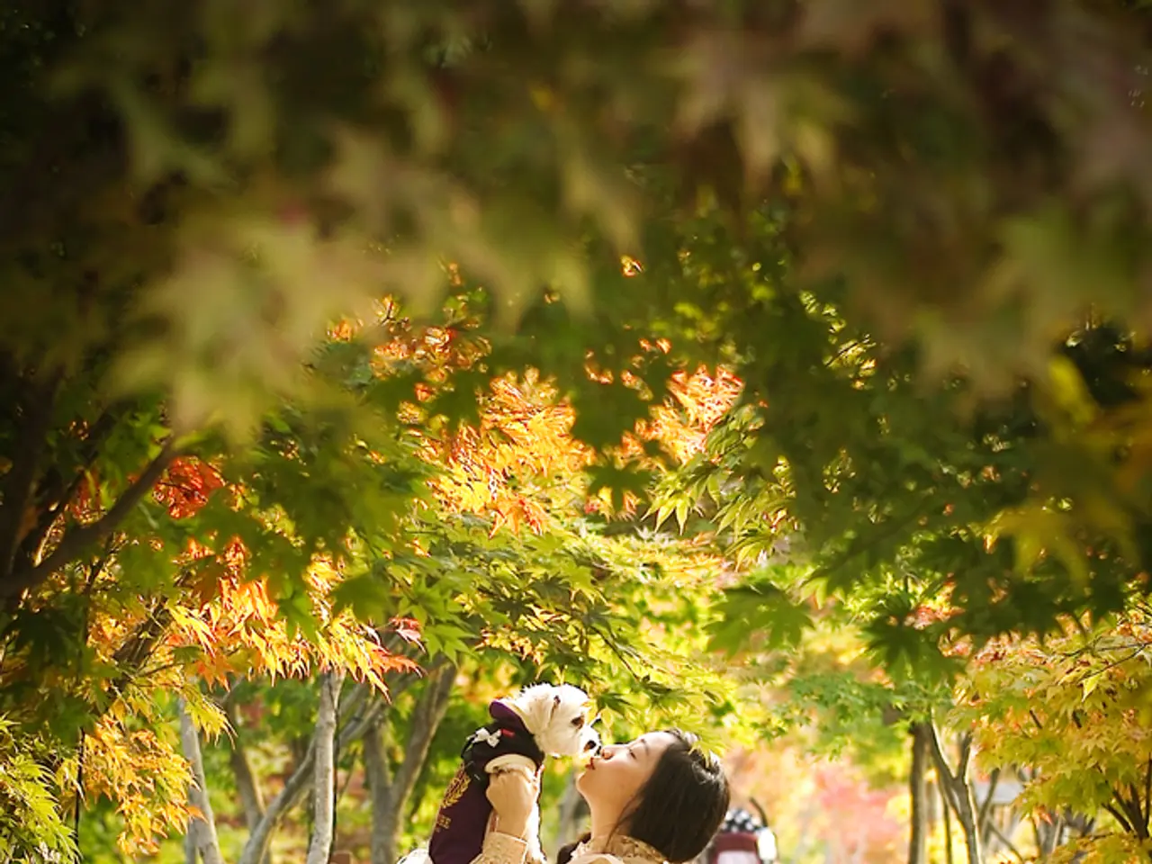 Guided tours on horse-drawn carriages offered during July month