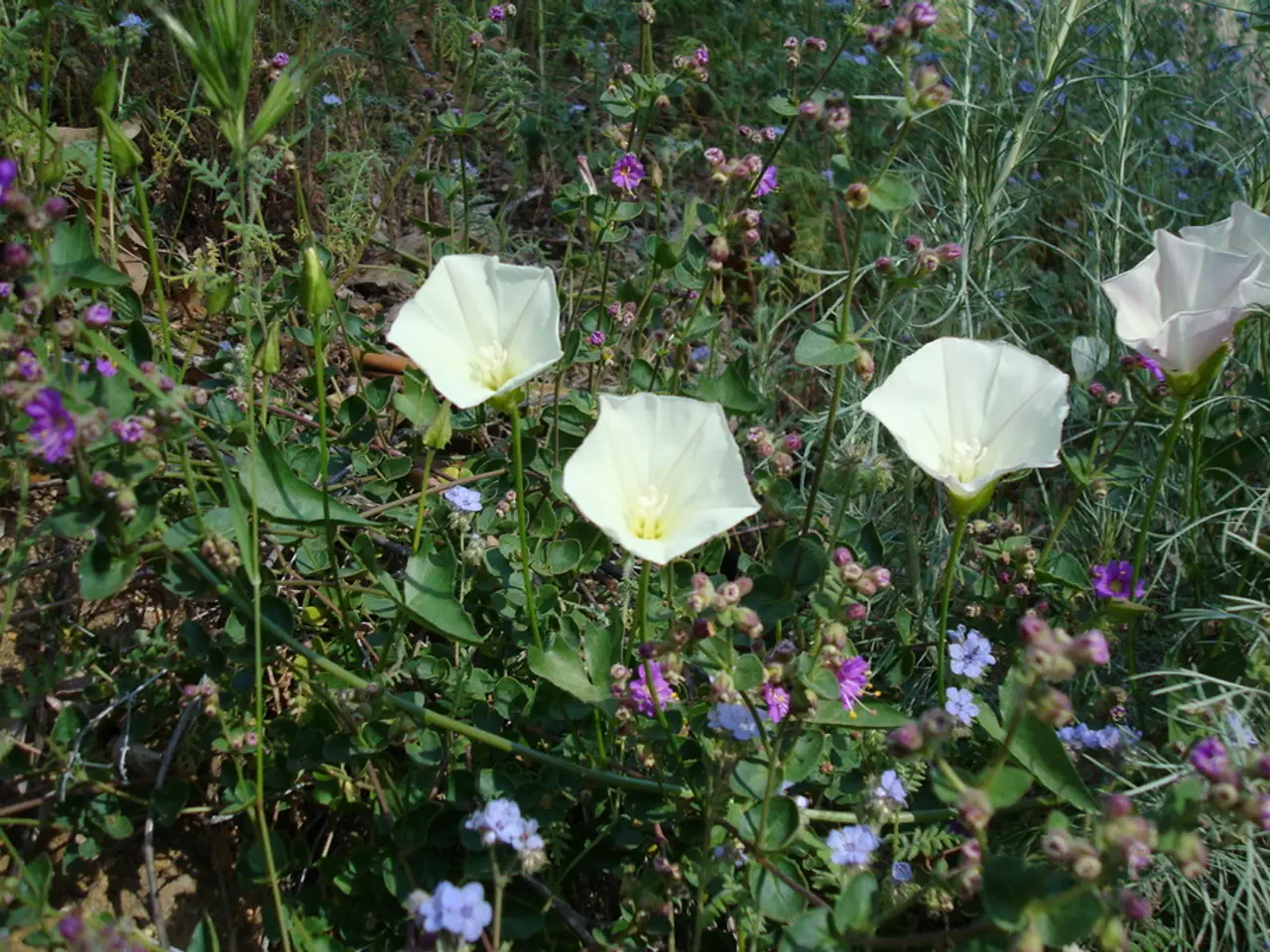 Unauthorized Flora Prohibited from Sale in Specific Regions