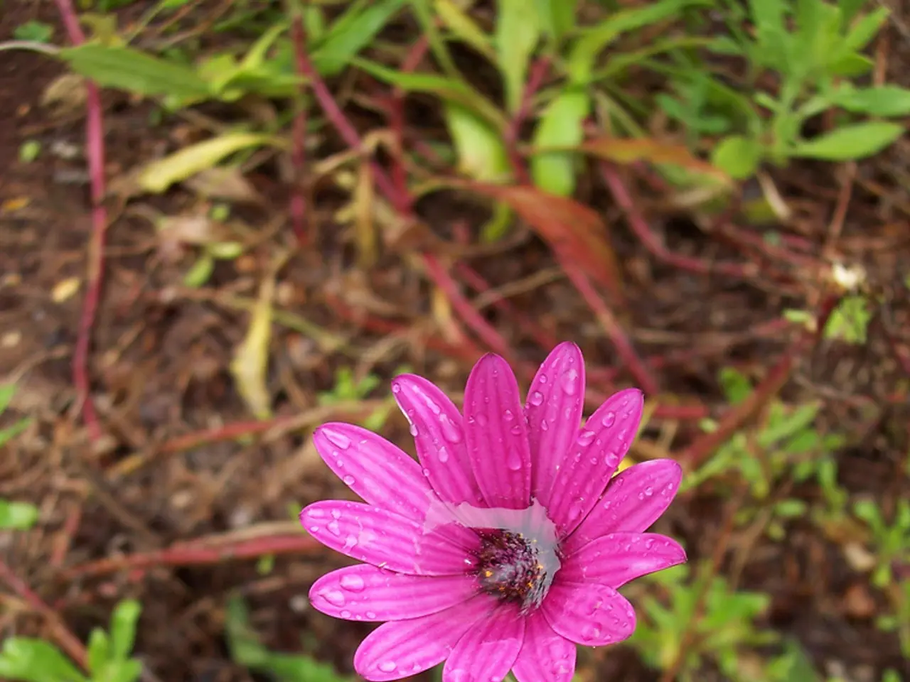 Avoid performing these 5 actions in a fake autumn to prevent lasting harm to your plants: