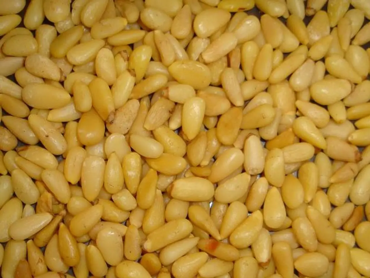 Best Corn Cultivation: Ideal Sandy Soil Depth for Optimal Growth