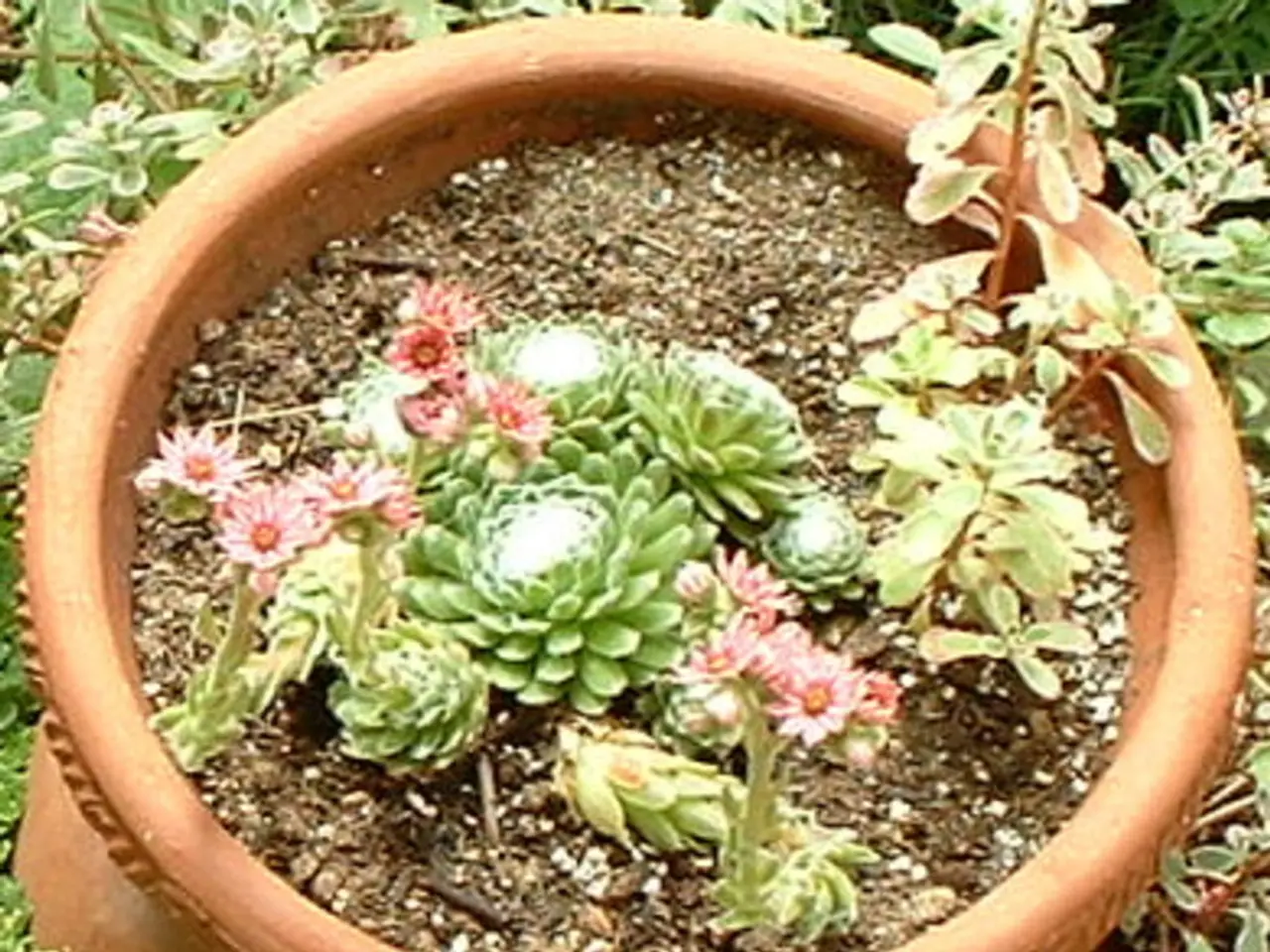 This picture shows plants in the pot and we see few plants on the side.