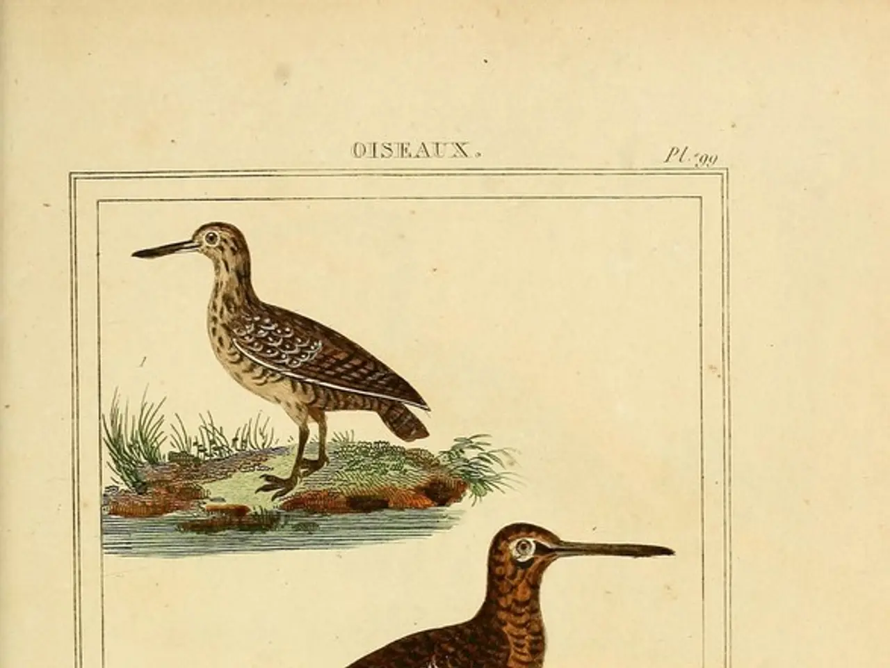 In the image I can see a poster in which there are three birds, plants, grass and water.