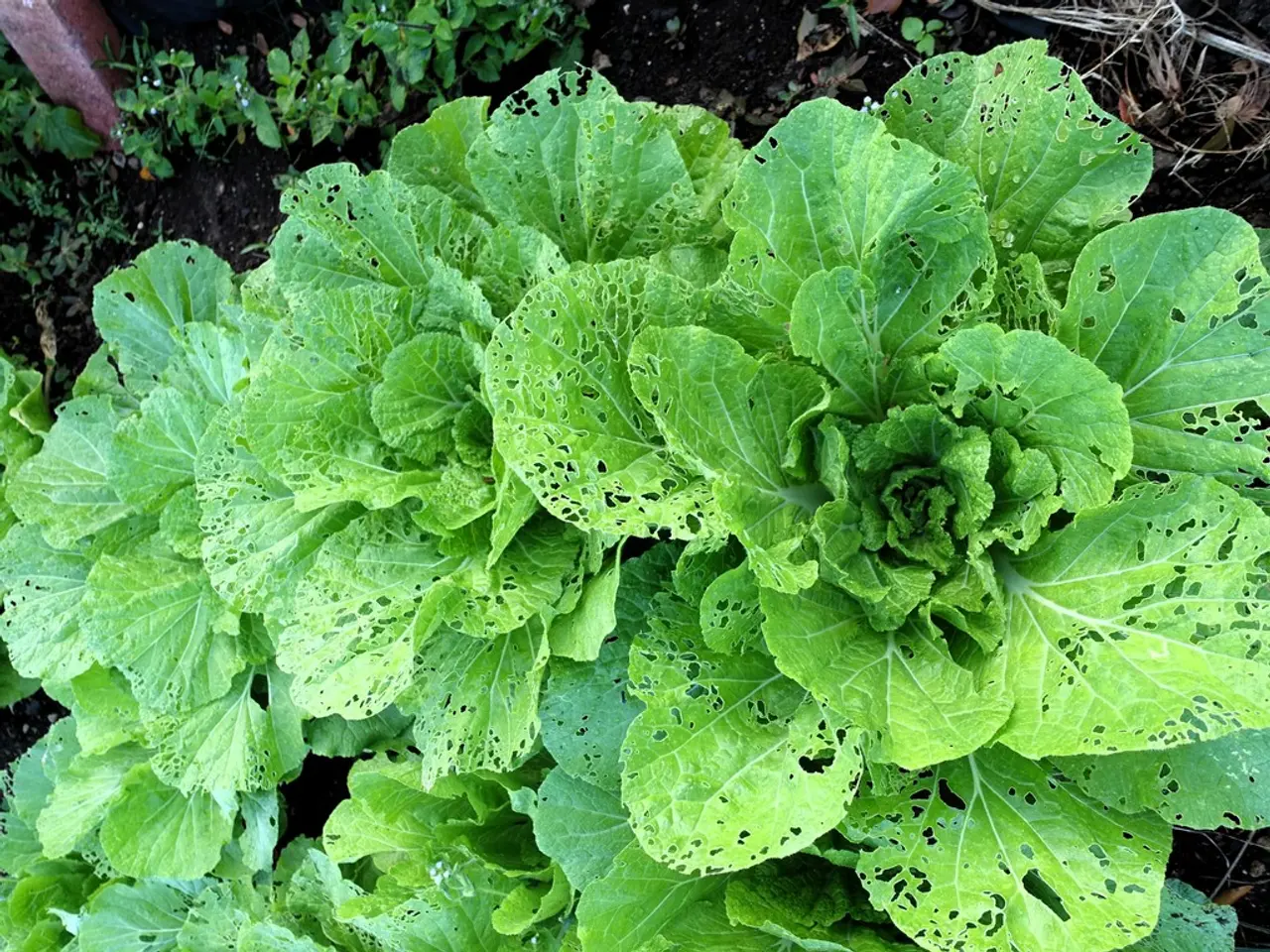 In this image there is spinach.