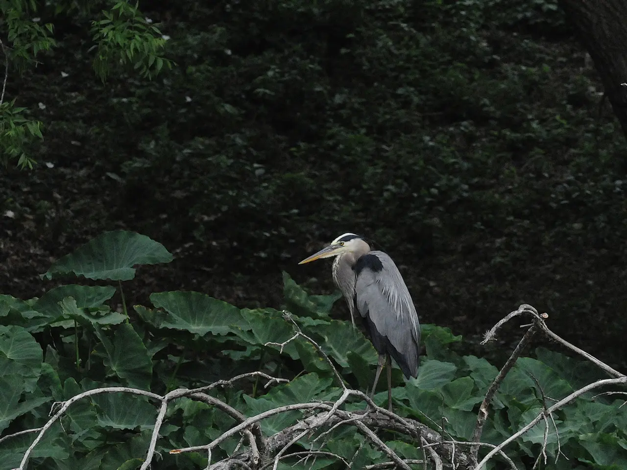 In this image there is a bird on the dry tree, in the background there are leaves and trees.