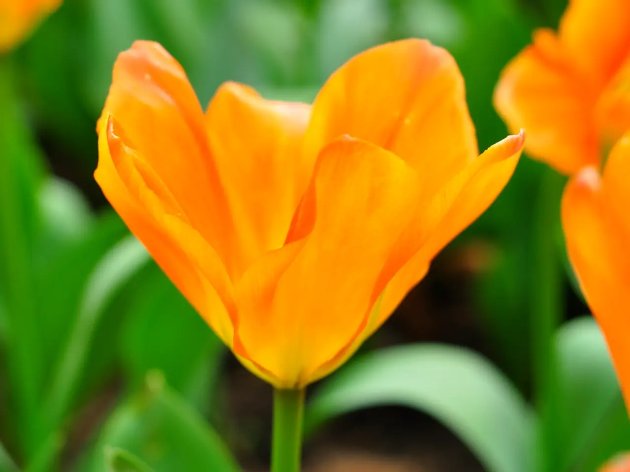 This picture shows few flowers to the plants. The flowers are orange in color and we see green...
