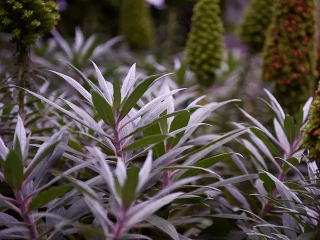 Top-Performing Indoor Greenery Ideal for Low-Light Environments