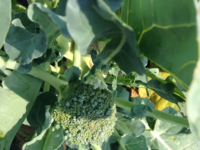 Top Errors to Steer Clear of when Preparing Broccoli for Autumn Sowing