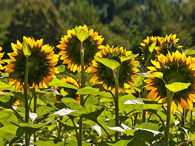 Garden Shade Designations: Understanding the Light Levels for Optimal Plant Growth