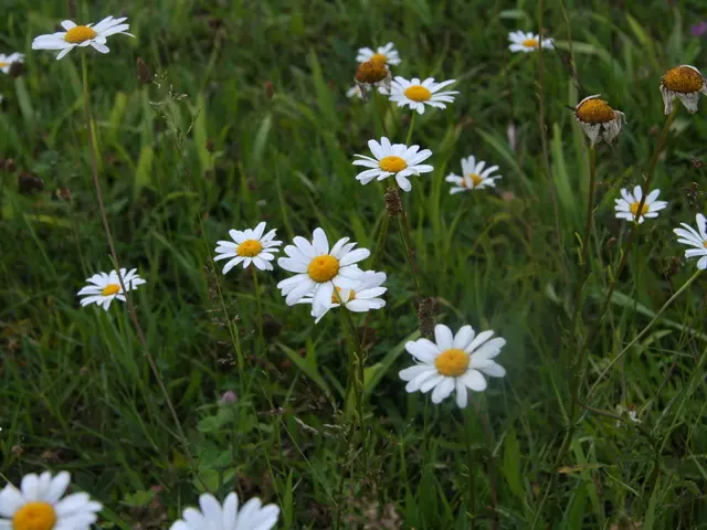 Embracing Imperfection: Irish Moss Lawns as an Eco-Friendly Alternative to Traditional Manicured...