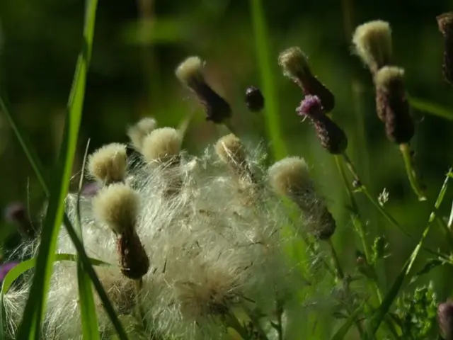 Practical Techniques for Novice Gardeners on Growing an Organic Garden
