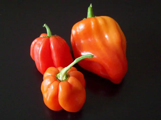 Guide for Seeding Sweet Peppers at Home